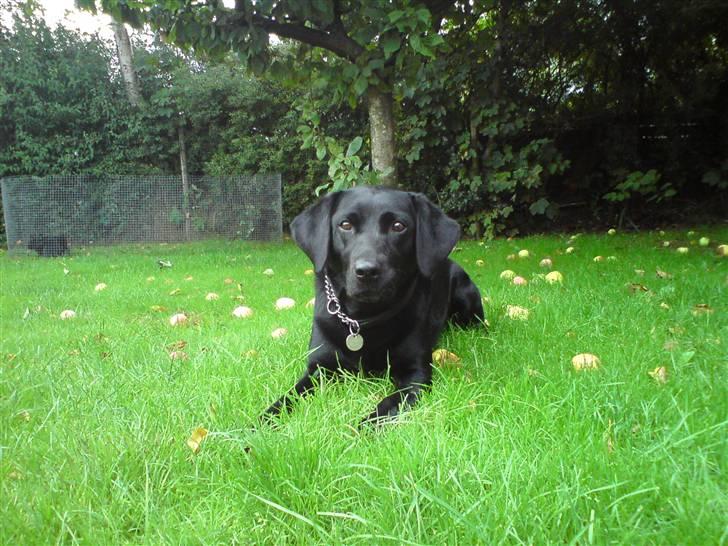 Labrador retriever Tess - afslapning under æbletræet..  billede 10