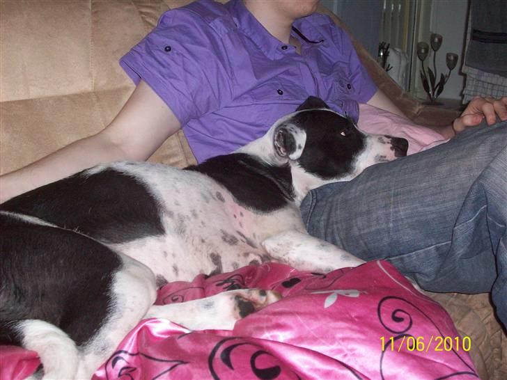 Blanding af racer Donna billede 19