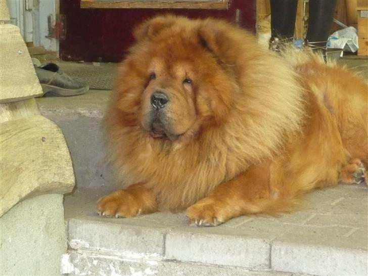 Chow chow Simba billede 1