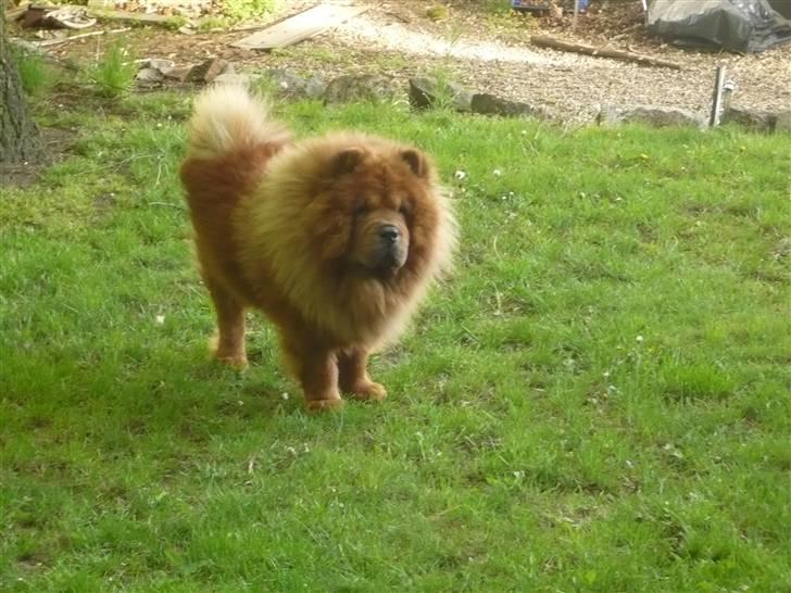 Chow chow Simba billede 2