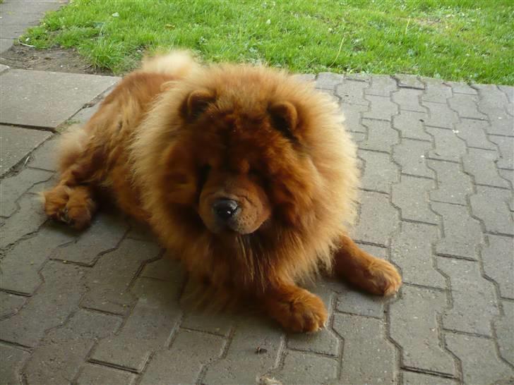 Chow chow Simba billede 3