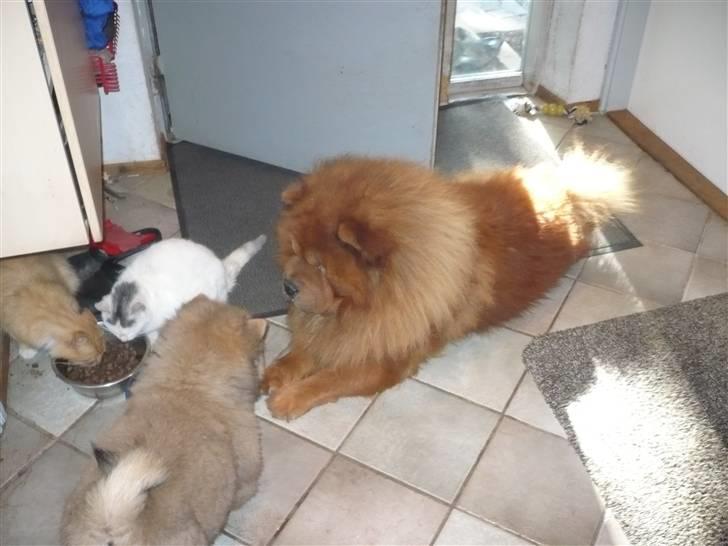 Chow chow Simba billede 4