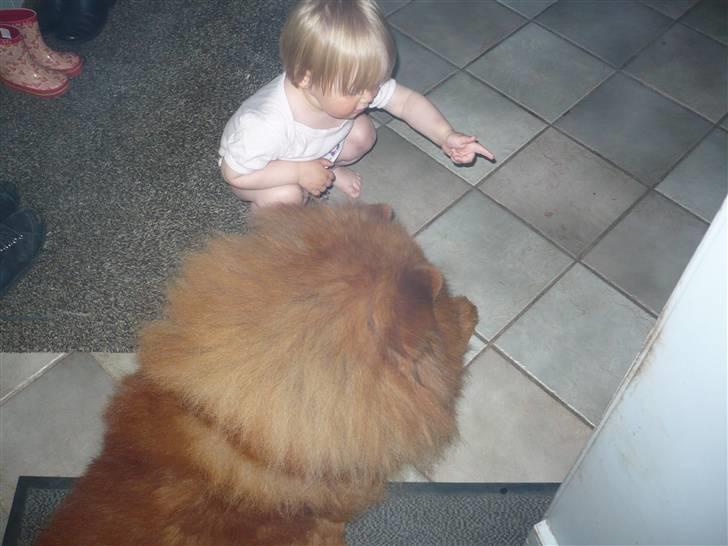 Chow chow Simba billede 5