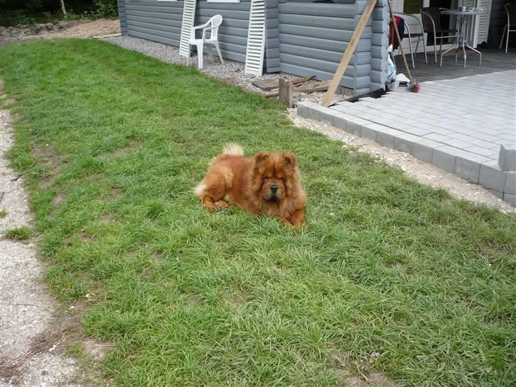 Chow chow Simba billede 6