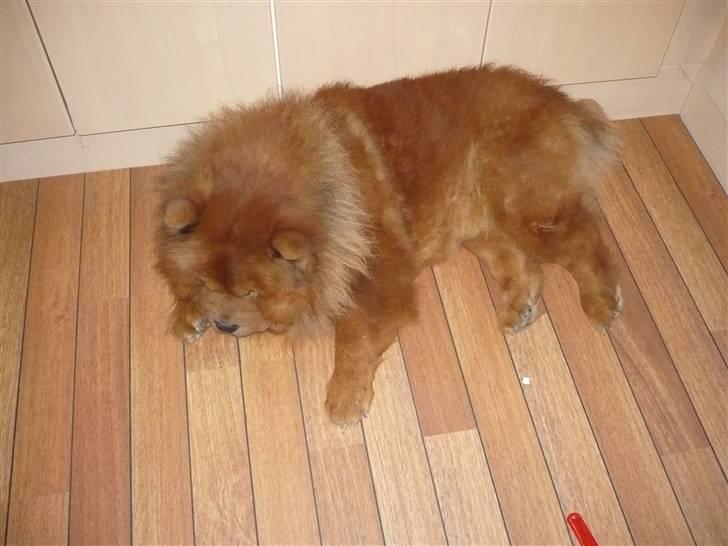 Chow chow Simba billede 7