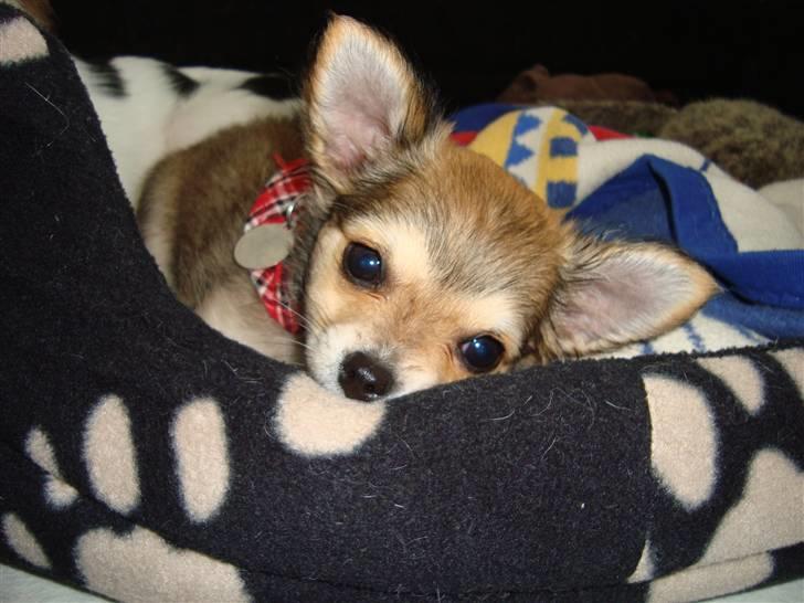 Chihuahua Emma billede 1