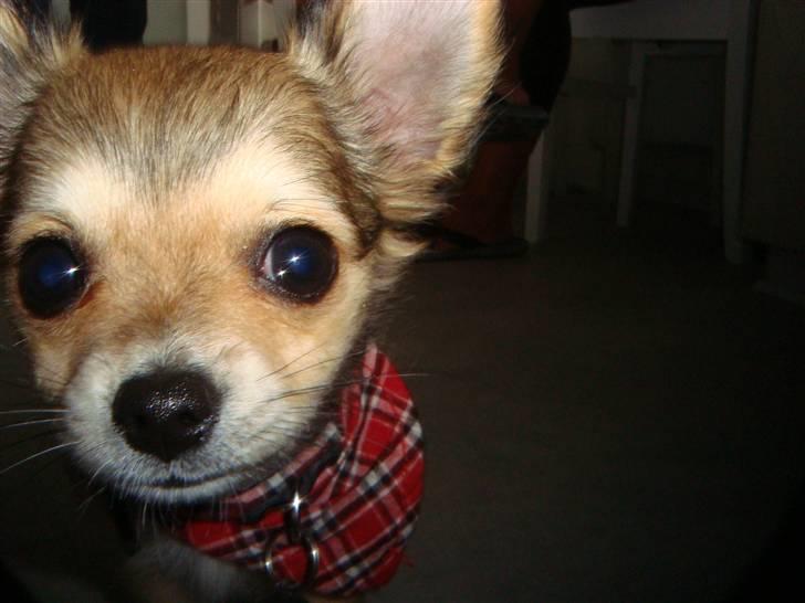 Chihuahua Emma billede 2