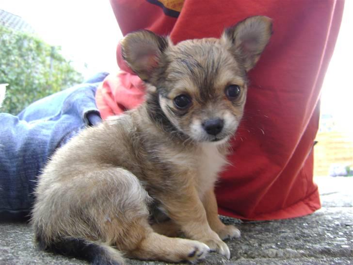 Chihuahua Emma billede 3