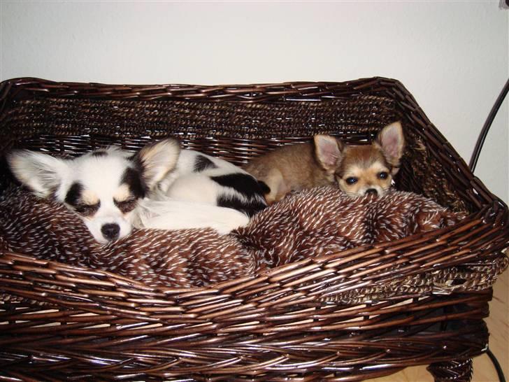 Chihuahua Emma billede 4