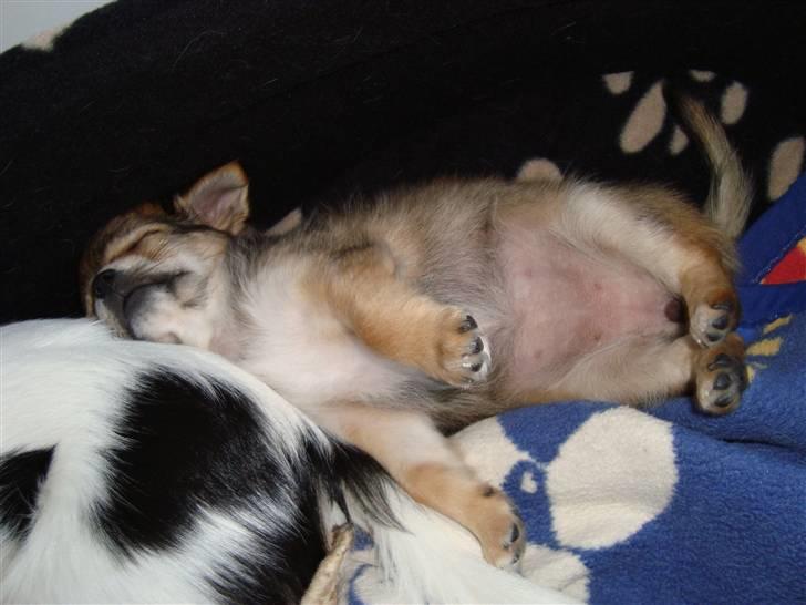 Chihuahua Emma billede 5