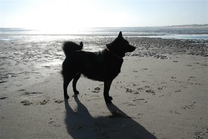 Norsk buhund Anti - "Jeg har været en tur på stranden. Supergodt sted at løbe efter måger!" billede 12