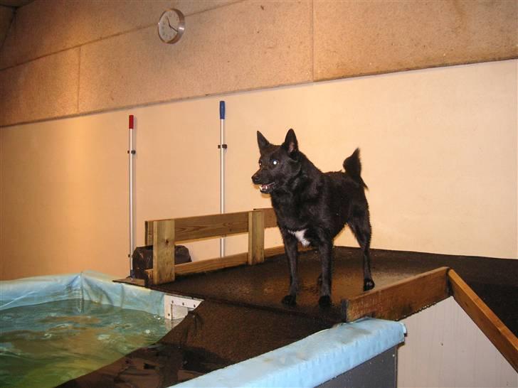 Norsk buhund Anti - "Om vinteren går jeg til svømning en gang om ugen. Det er super sjovt" billede 14