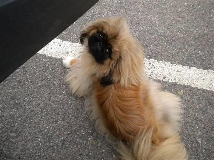 Pekingeser Dengse Ming Blach billede 11