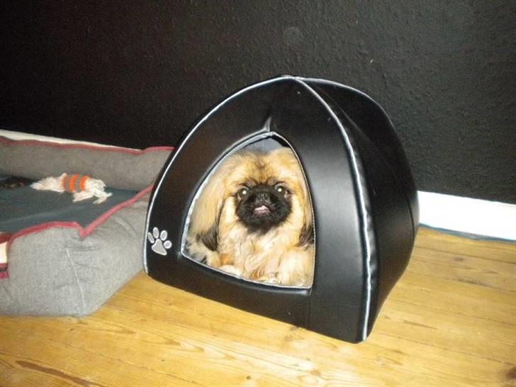 Pekingeser Dengse Ming Blach billede 13