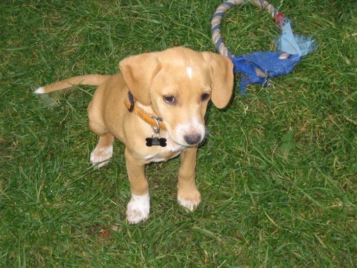 Blanding af racer Molly - Molly har fået sit fine halsbånd på. billede 7