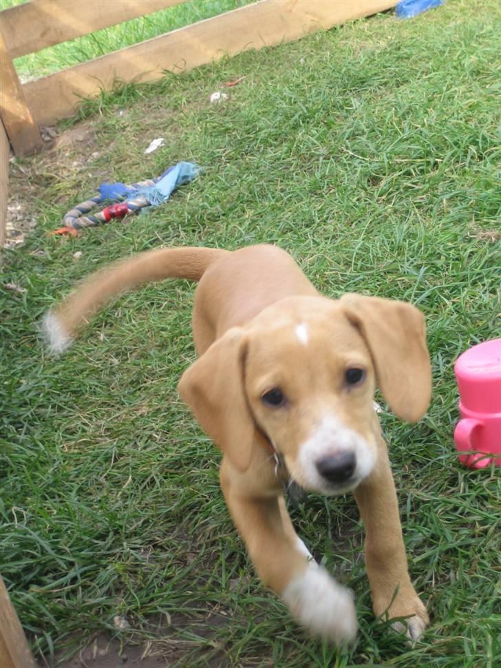 Blanding af racer Molly - I fuld 4-spring. billede 8