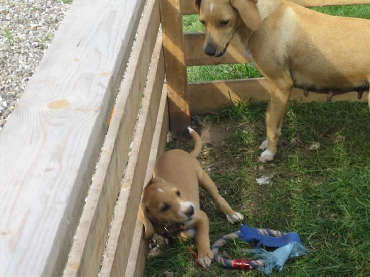 Blanding af racer Molly - Molly og mor Mille leger. Stadig mor der bestemmer. billede 9