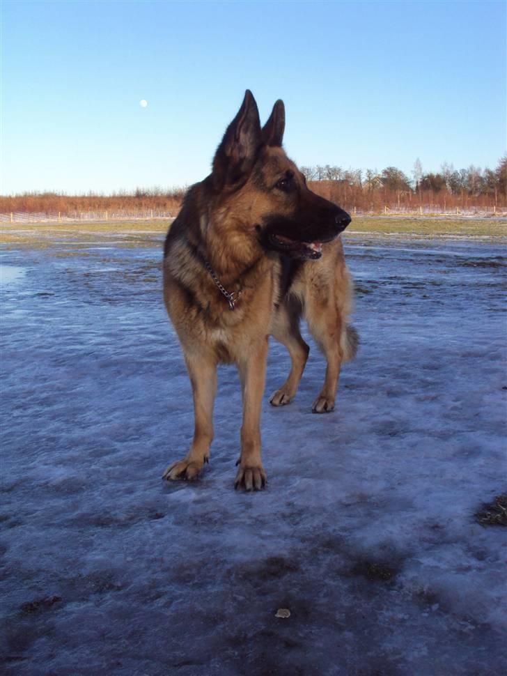 Schæferhund harrestrup friga  (rip):( - vores livs lys slukket:( billede 17