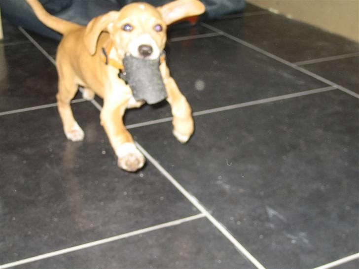 Blanding af racer Molly - Se hvad jeg har fundet..! Skal vi lege? billede 10