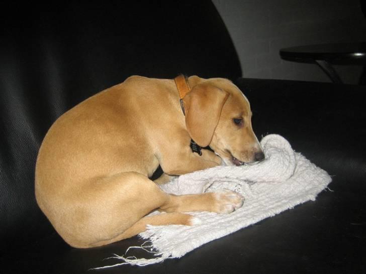 Blanding af racer Molly - Nam, en dejlig gammel gulvklud. Godt for bisserne..  billede 11