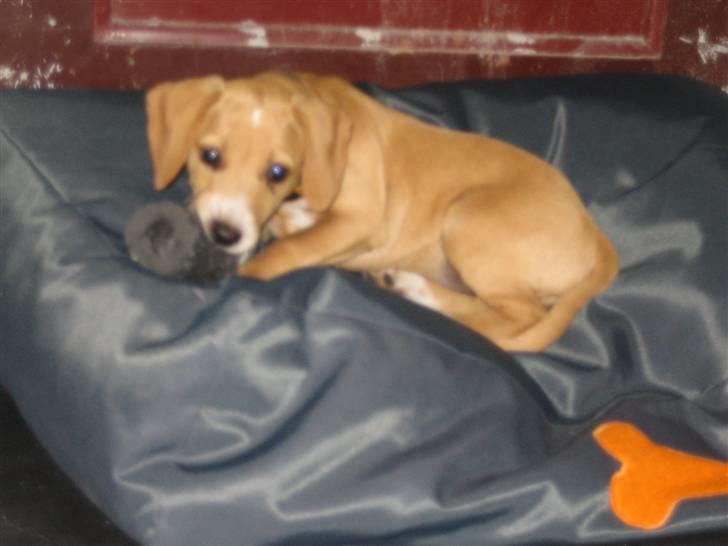 Blanding af racer Molly - Molly prøver sin "kurv" for første gang. Ser ud til at den ikke er så ring endda... billede 12