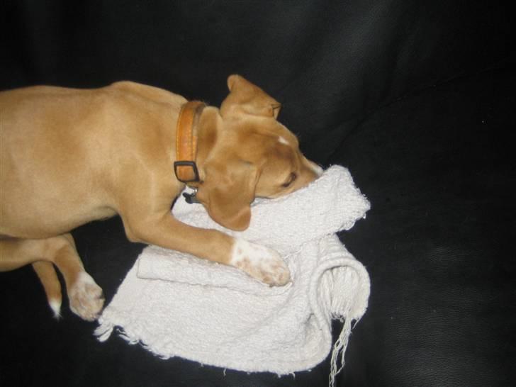 Blanding af racer Molly - Den får bare ikke for lidt den klud.. billede 13