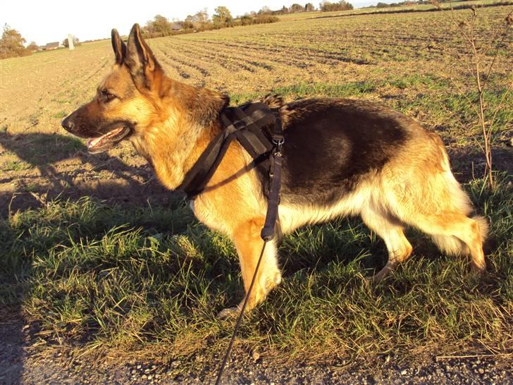 Schæferhund harrestrup friga  (rip):( - du var en smuk pige billede 18