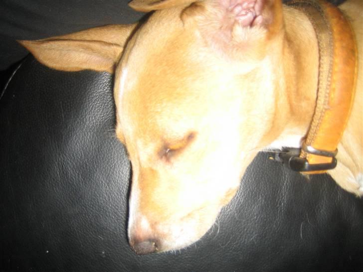 Blanding af racer Molly - Puha, det er hårdt at lege når man kun er knap 10 uger gammel... billede 14