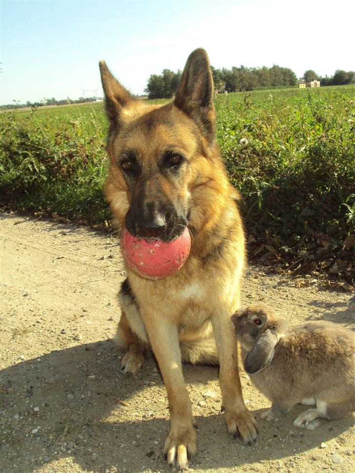 Schæferhund harrestrup friga  (rip):( - farvel tøs sov godt billede 19