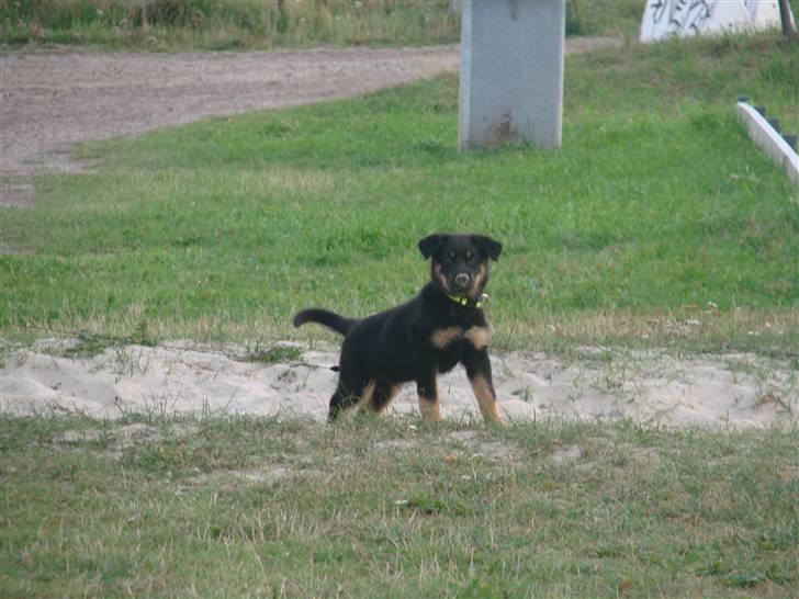 Blanding af racer Kenzo - Elsker at lege i sandet på stranden billede 7