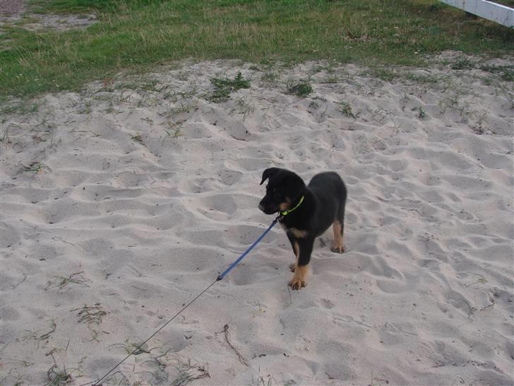 Blanding af racer Kenzo - Elsker at lege i sandet på stranden, billede 8