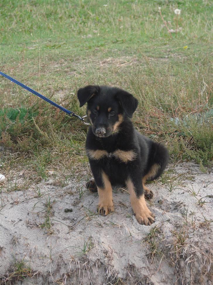 Blanding af racer Kenzo - Havde vist næsen lidt for langt gravet ned i sandet :O)  billede 9