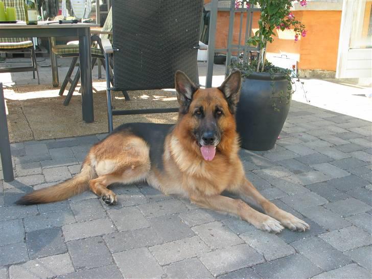 Schæferhund Zacho billede 1