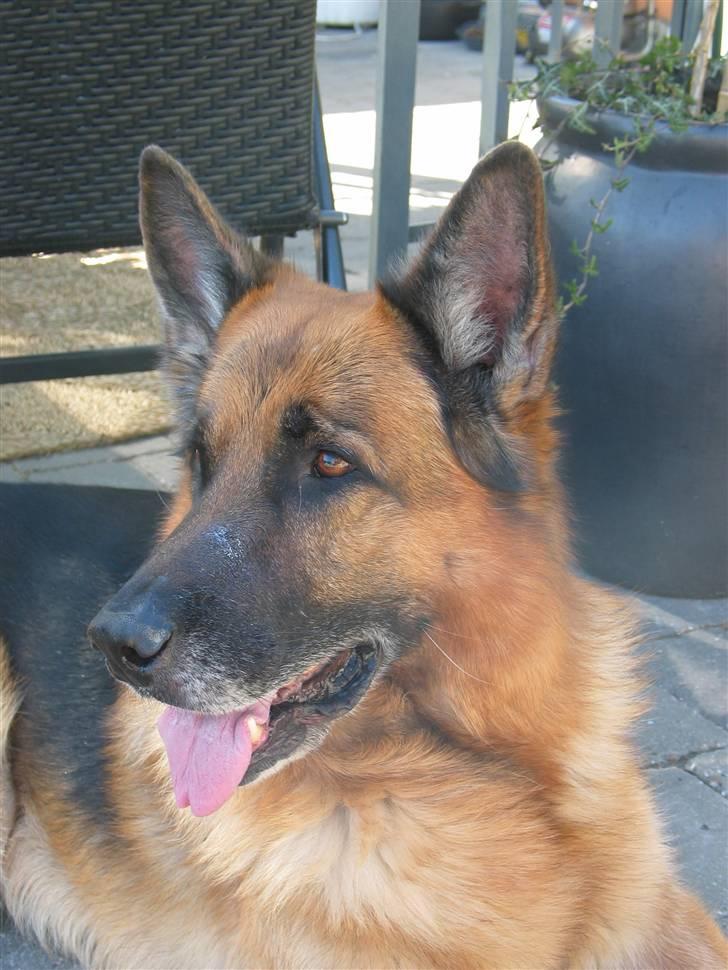 Schæferhund Zacho billede 2