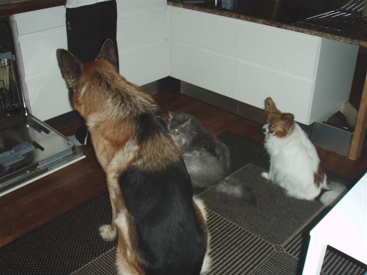 Schæferhund Zacho billede 3