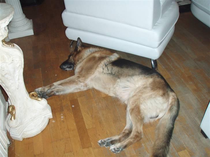 Schæferhund Zacho billede 4