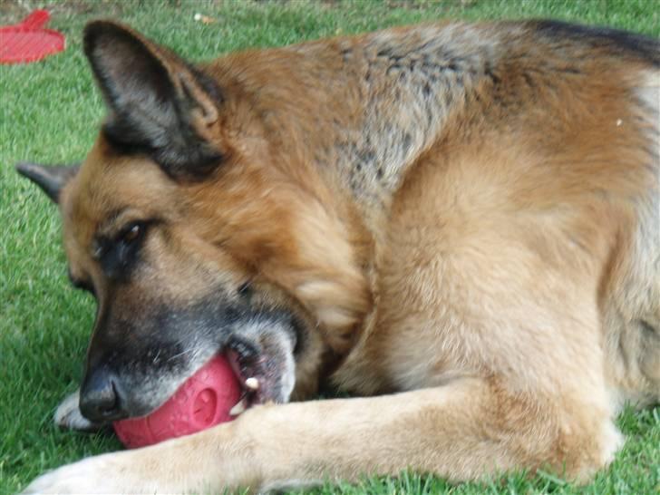 Schæferhund Zacho billede 5