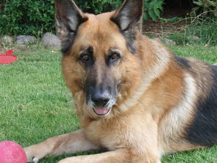 Schæferhund Zacho billede 6