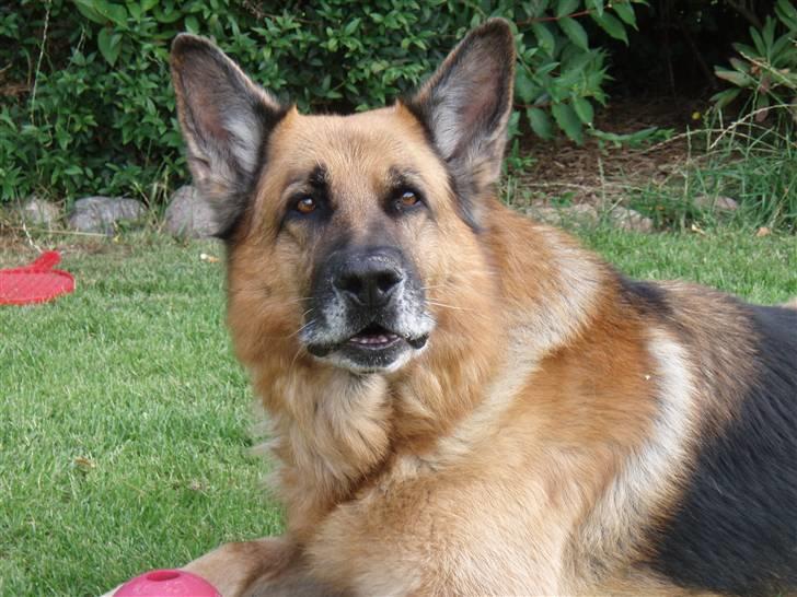 Schæferhund Zacho billede 7