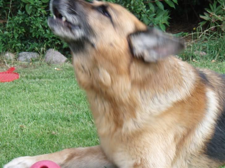 Schæferhund Zacho billede 8