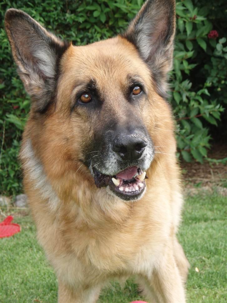 Schæferhund Zacho billede 9