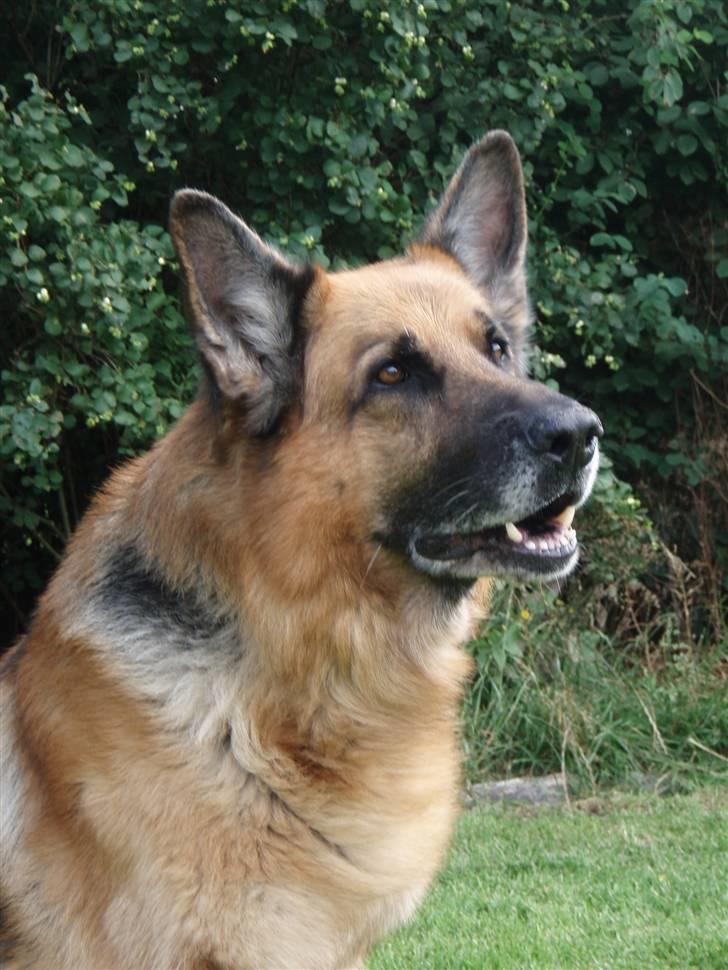 Schæferhund Zacho billede 10