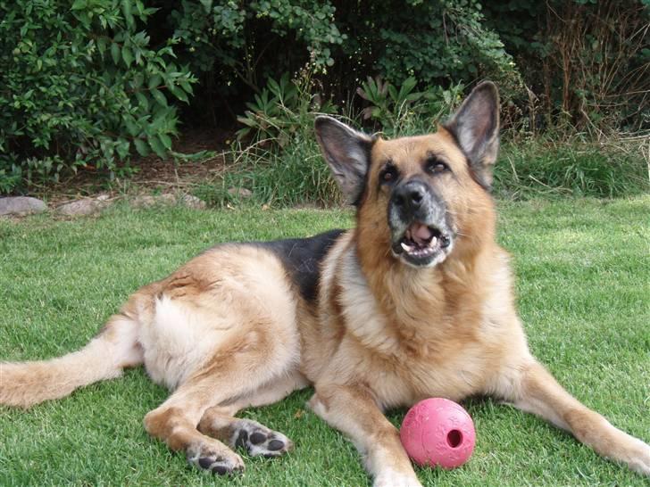 Schæferhund Zacho billede 11