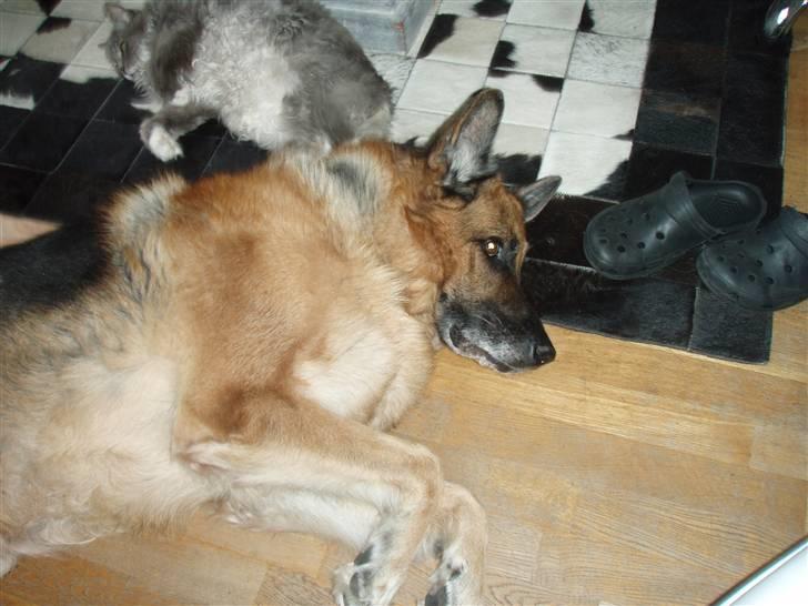 Schæferhund Zacho billede 12