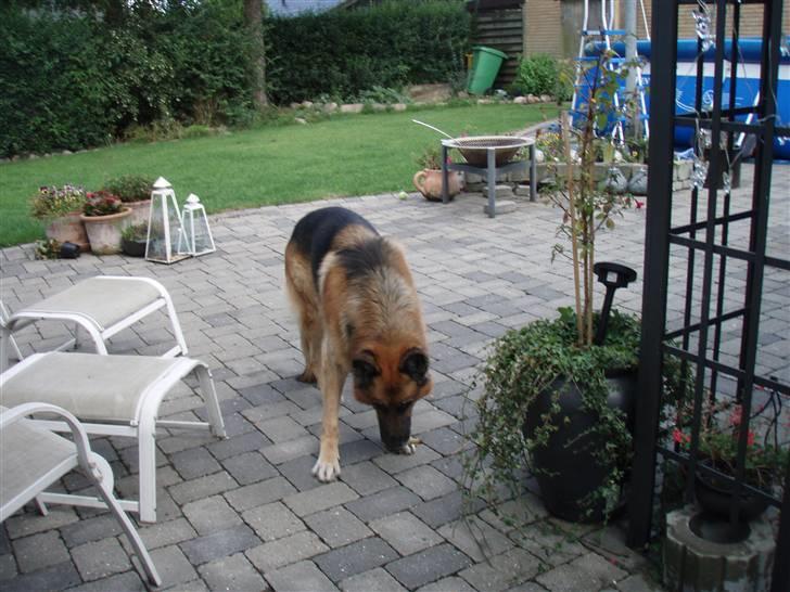 Schæferhund Zacho billede 13