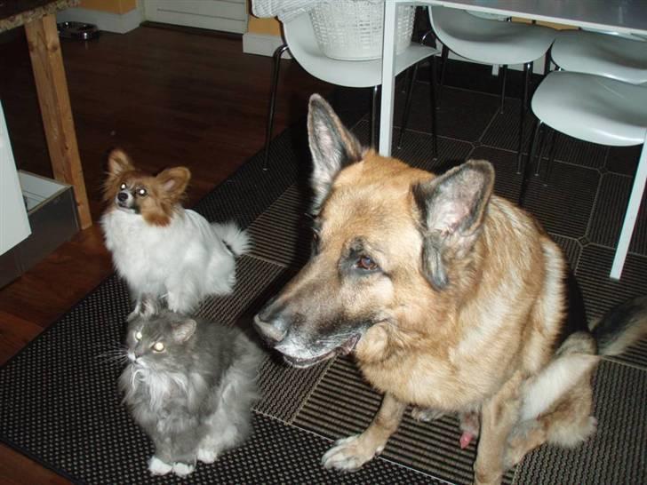 Schæferhund Zacho billede 14