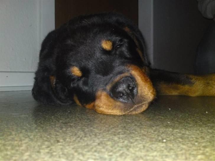 Rottweiler IRON billede 8