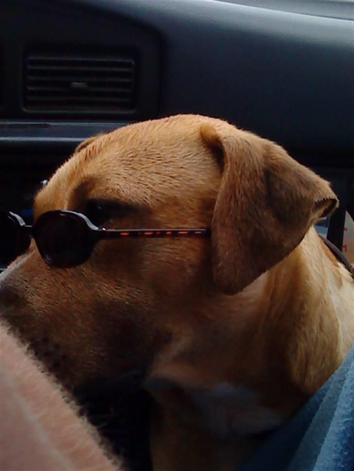 Amerikansk staffordshire terrier Tayson - What´s up gangster.. ;) Søster taget billedet. billede 13