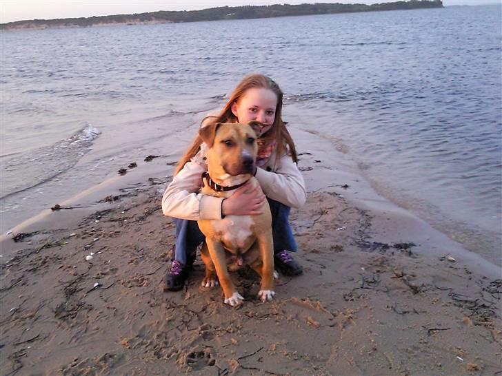 Amerikansk staffordshire terrier Tayson - Er vi ikke bare søde sammen os to, Tayson.. :D :P billede 14