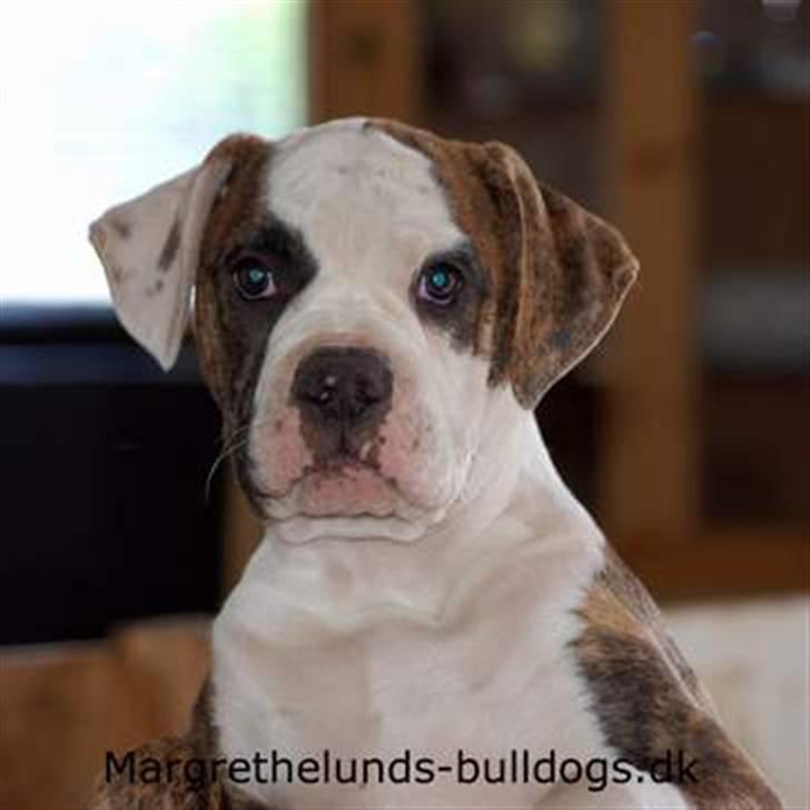 Amerikansk bulldog Hubert billede 1